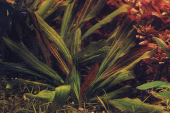 Echinodorus Dschungelstar 3
